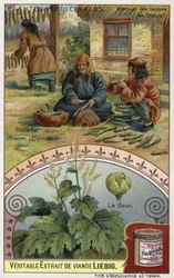 Rabarber; wortels raspen in Tibet